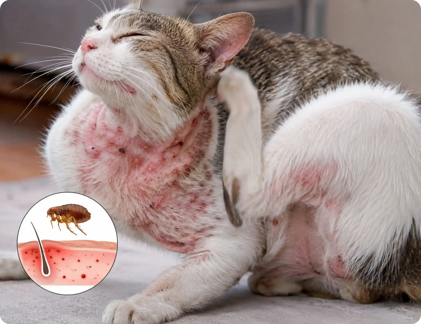 Kucing sedang menggaru badan