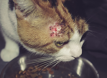 Kucing dengan kulit merah dan luka pada muka