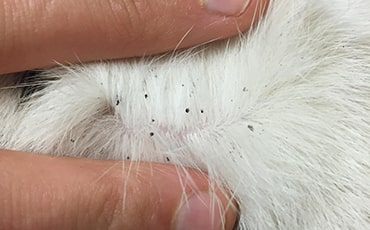 Bintik hitam flea dirt pada bulu kucing
