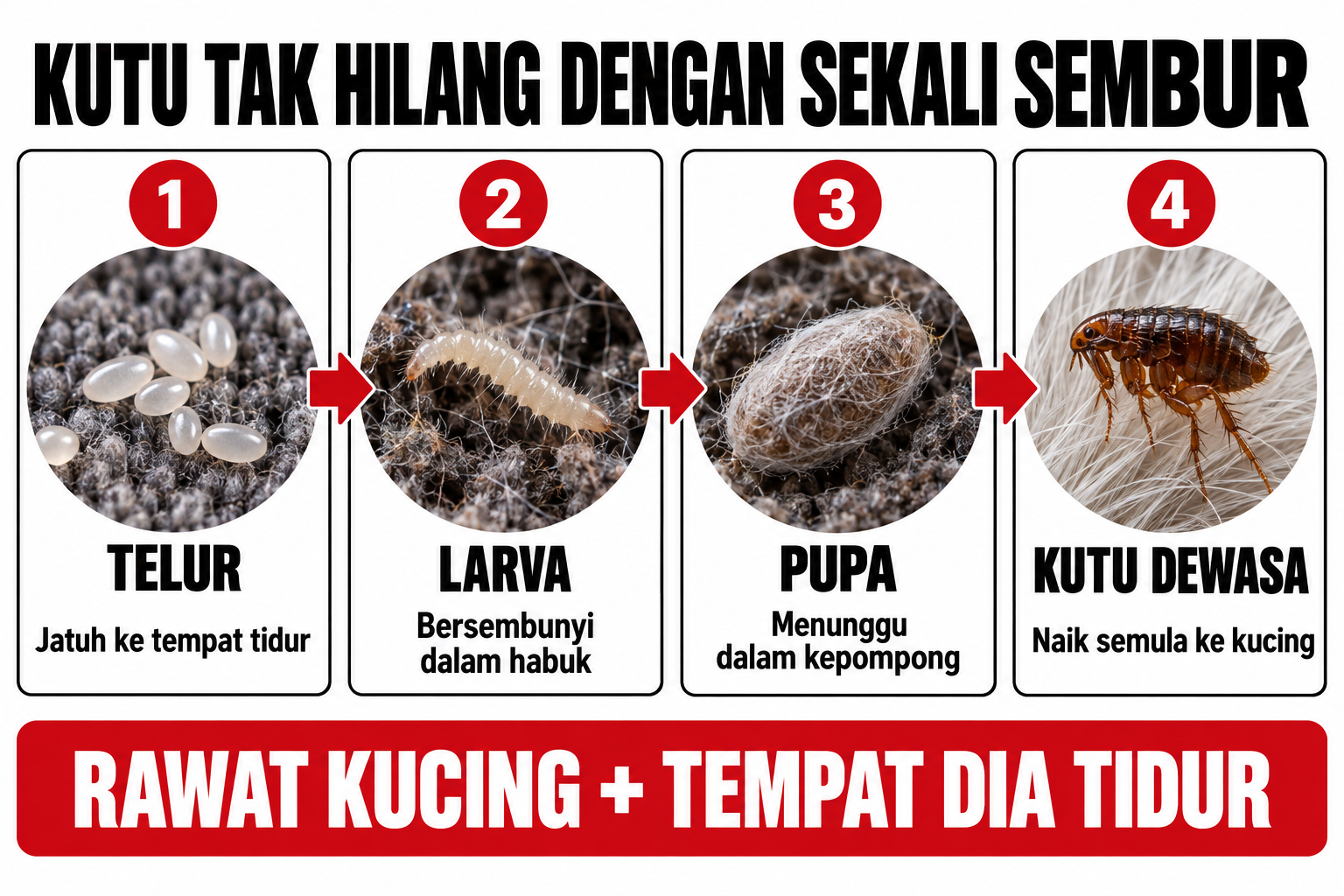 Infografik kitaran hidup kutu daripada telur hingga kutu dewasa
